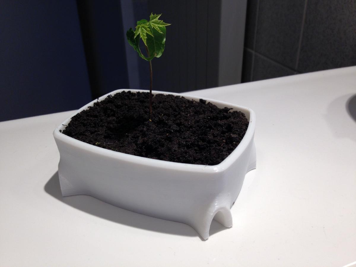 Panela de Bonsai