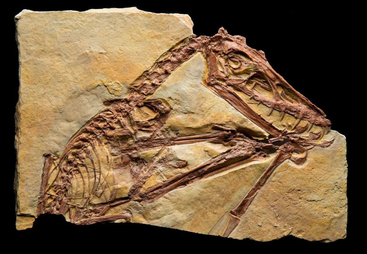 Fossil de dinossauro de pterossauro
