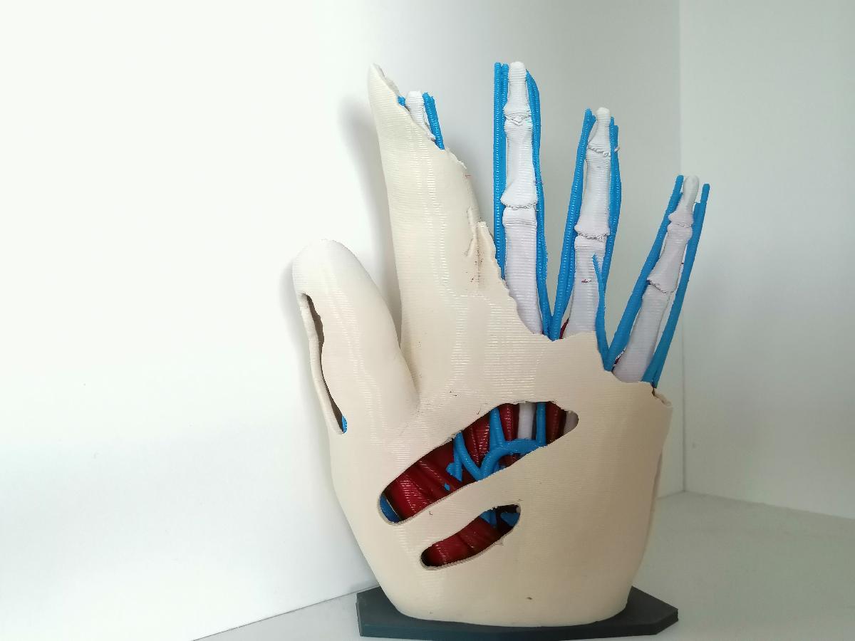 Mao Anatomica (multi material) V2