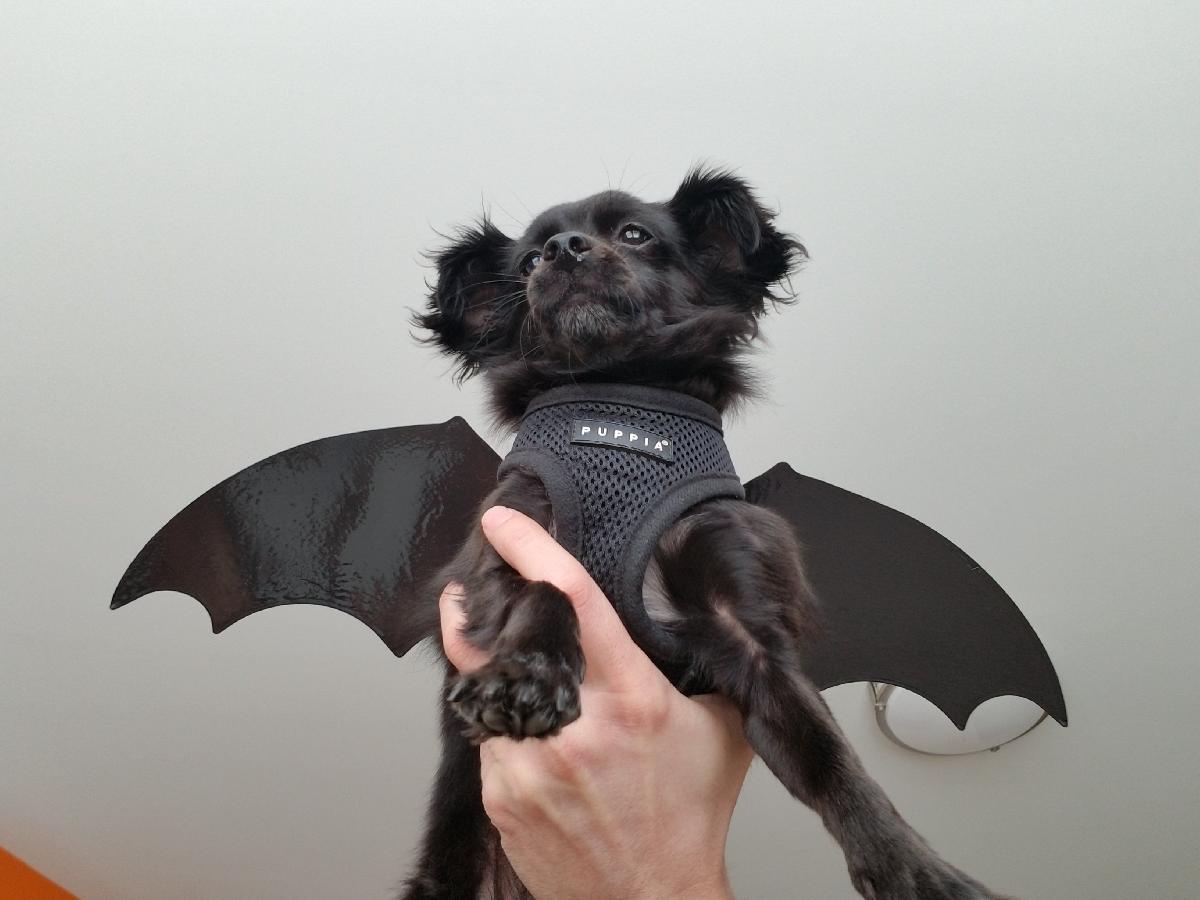 Fantasia de cachorro com asas de morcego Halloween