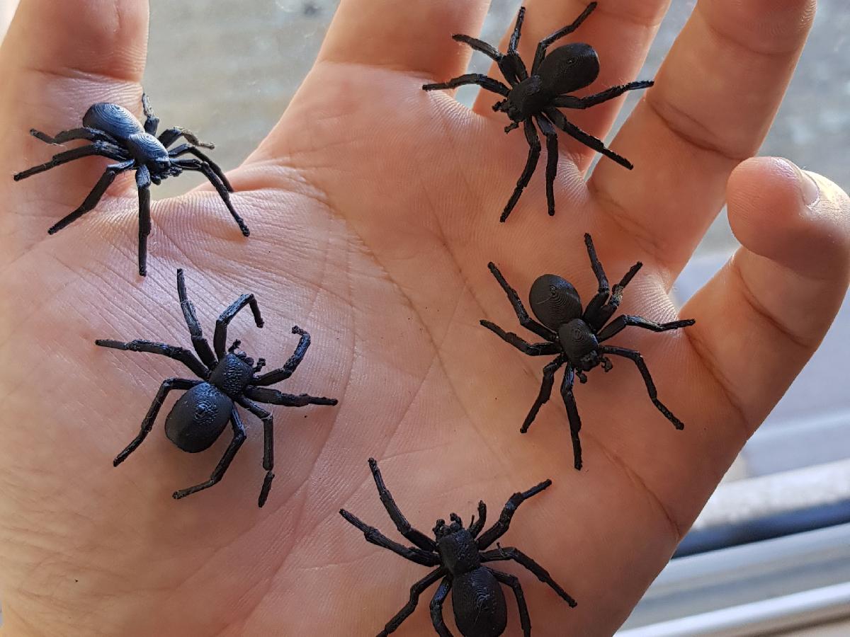 Aranha da Casa Negra