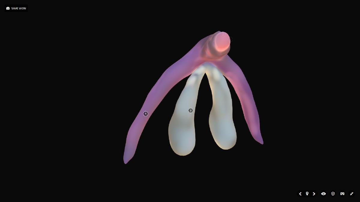 Clitoris anatomico