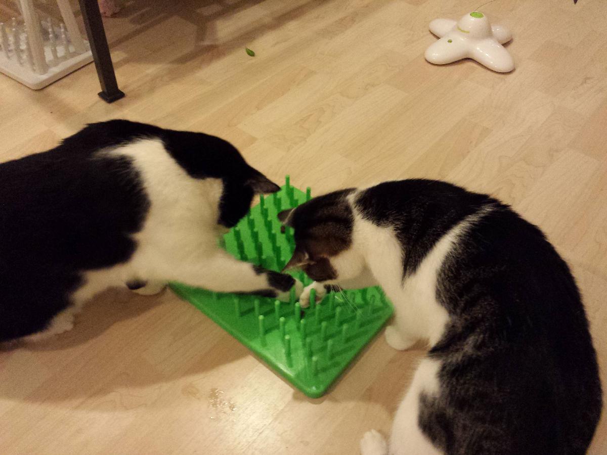 Brinquedo para gato   tabuleiro de brincadeiras