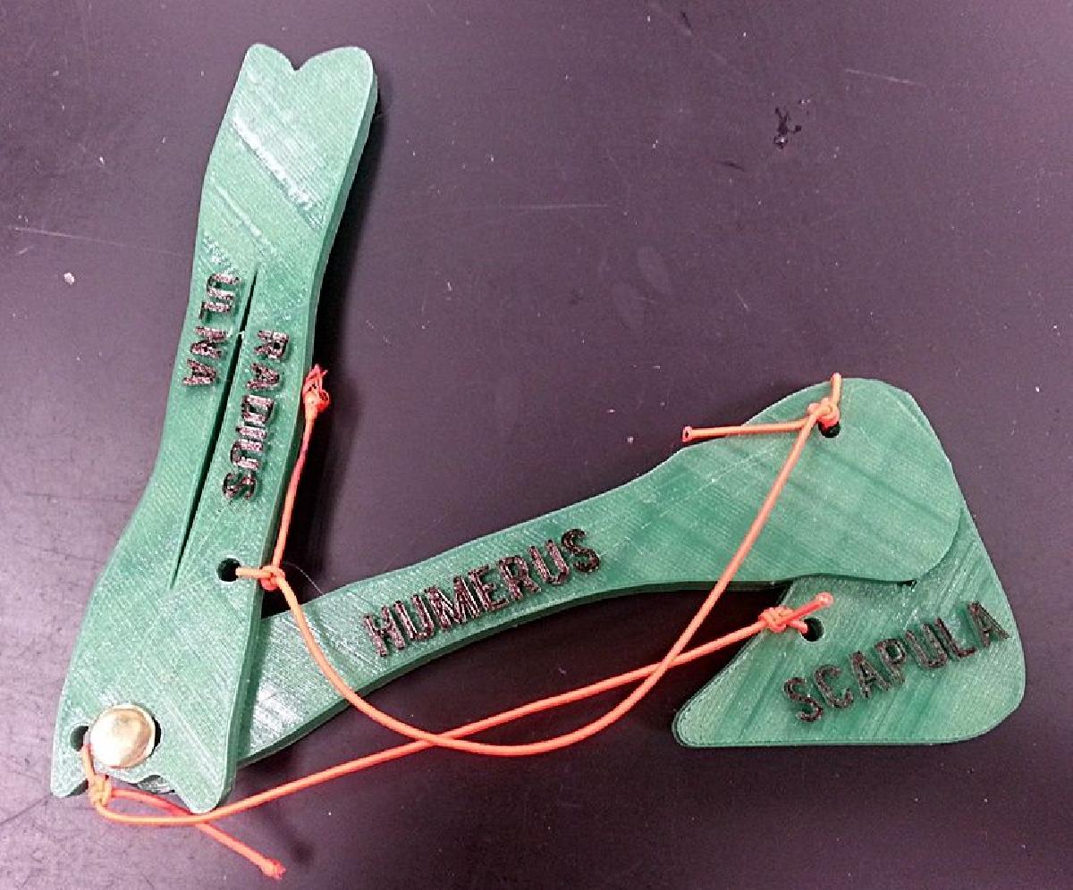 Modelo de Articulacao do Cotovelo