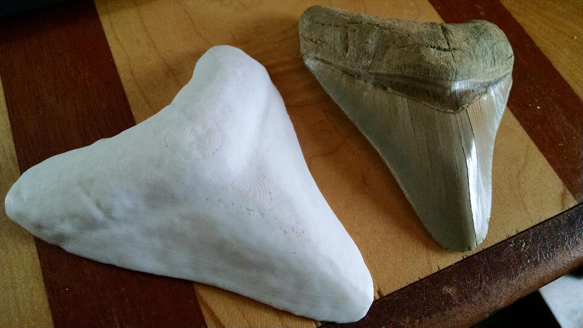 Poderoso Megalodon Tooth