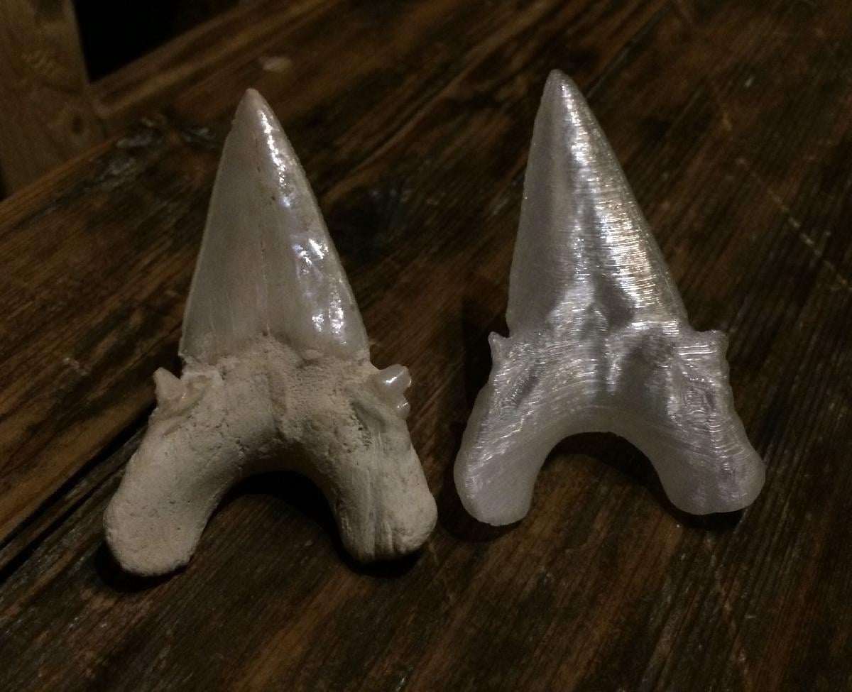 Dente de Tubarao Pre historico (Fossil)