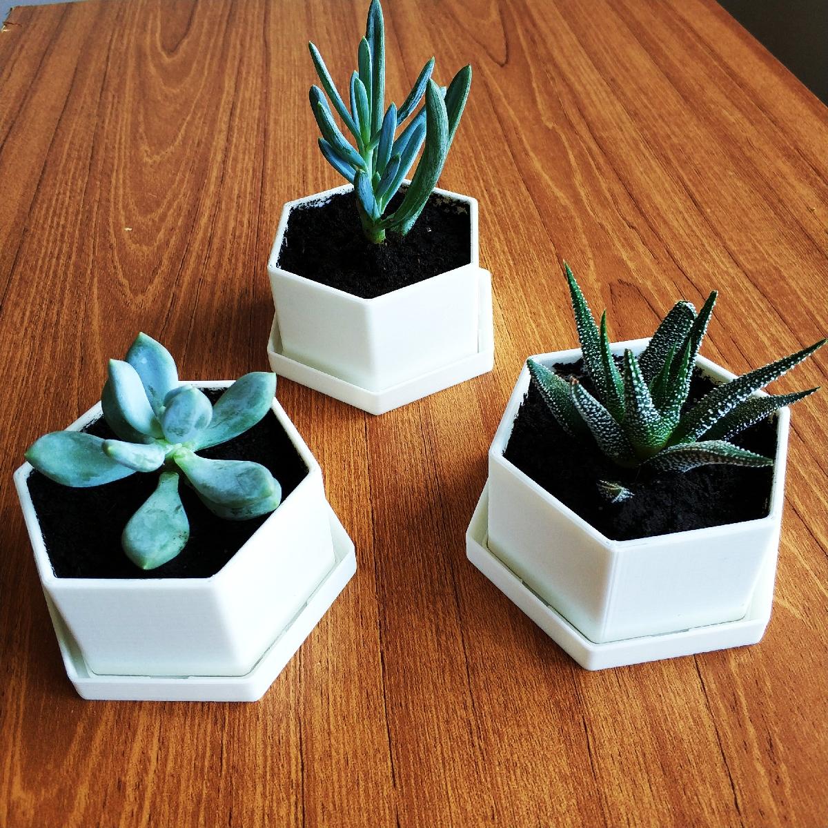 Vaso de Flores para Suculentas