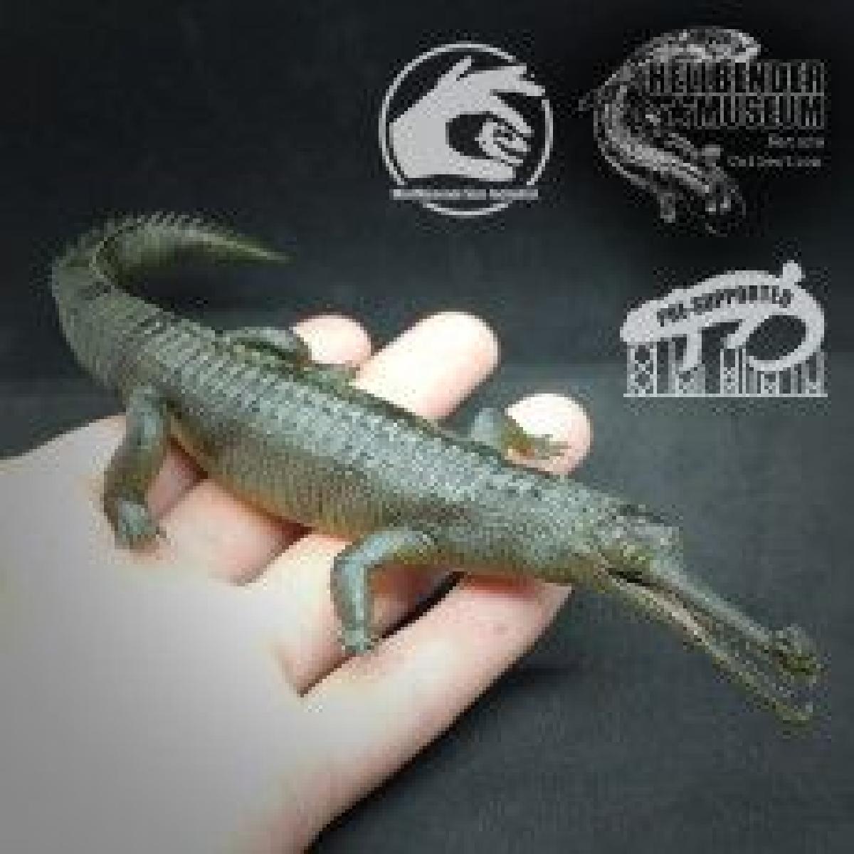Gharial indiano Gavialis gangeticus Pre suportado