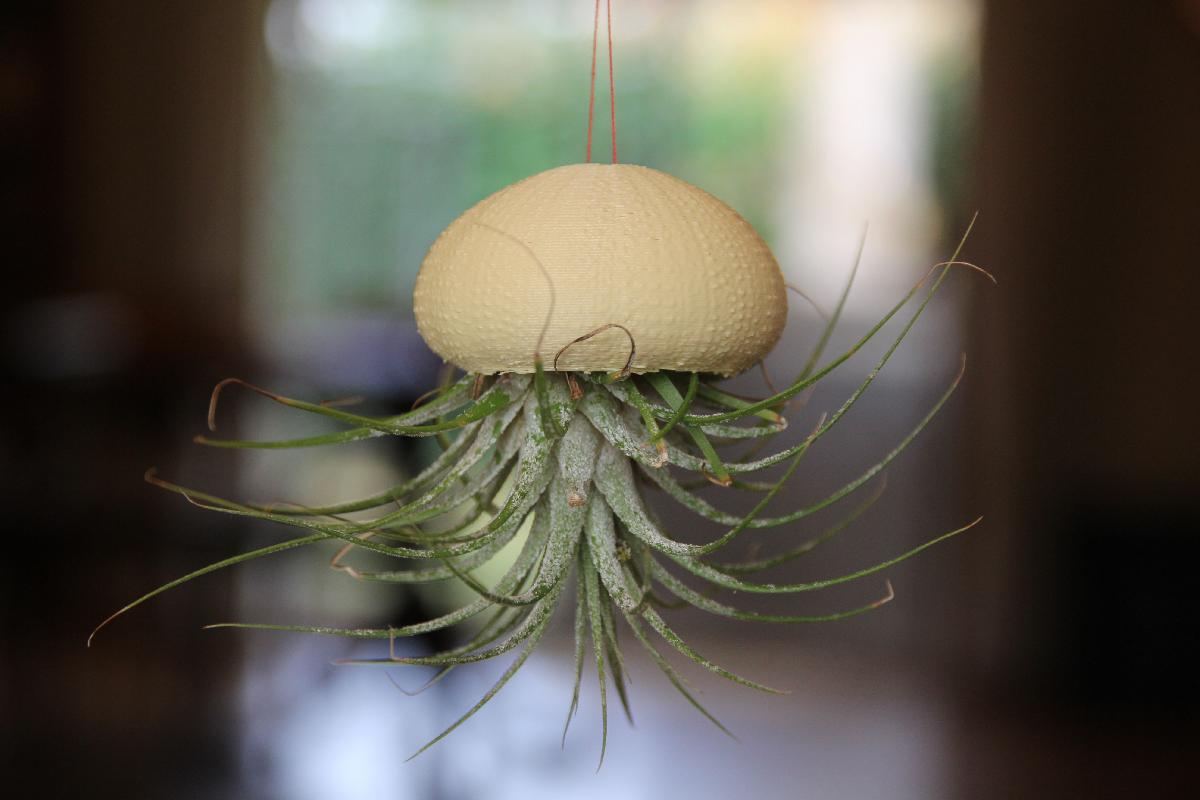 Casa de ourico do mar para planta aerea