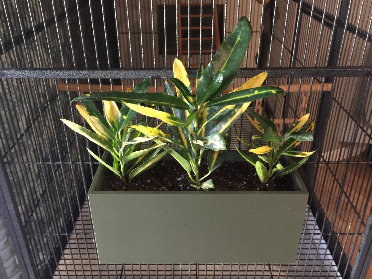 Recipiente de planta para gaiola