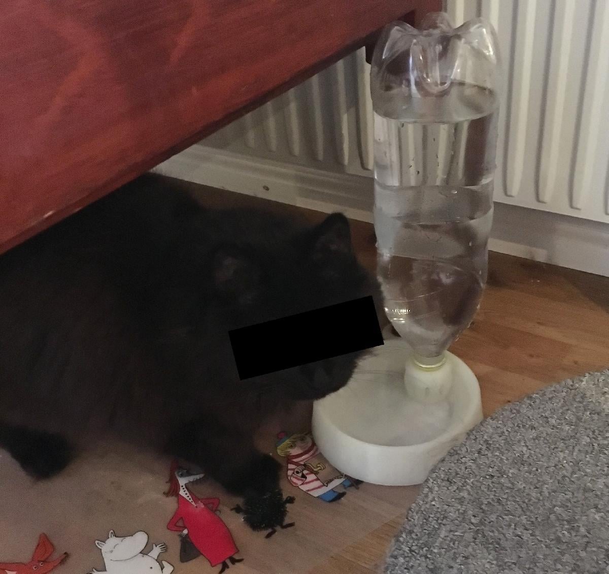 tigela de agua de garrafa PET