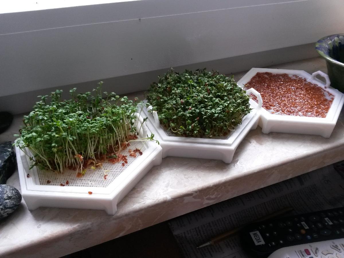 Cress semente de crescimento peneira