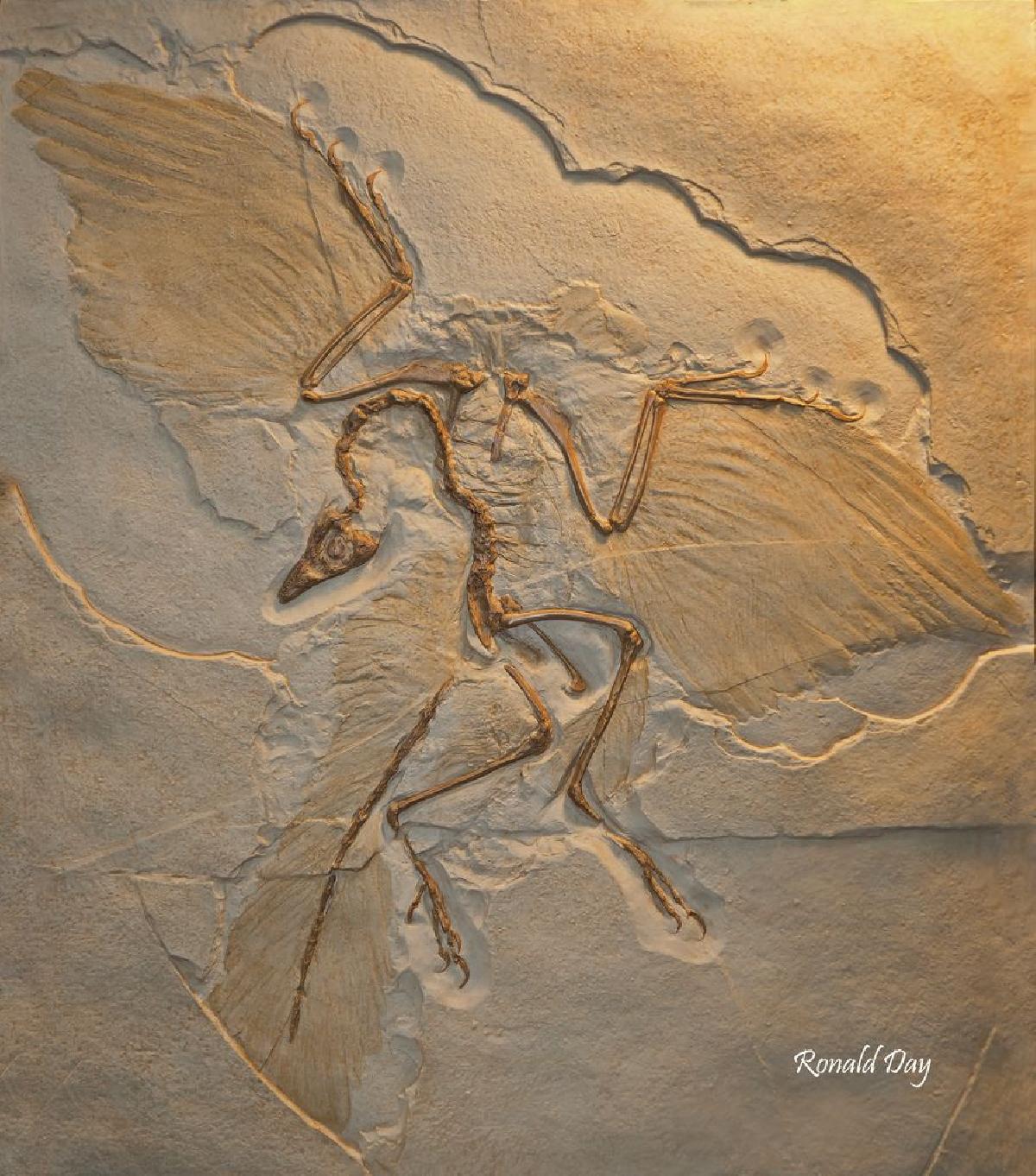Fossil de dinossauro Archaeopteryx