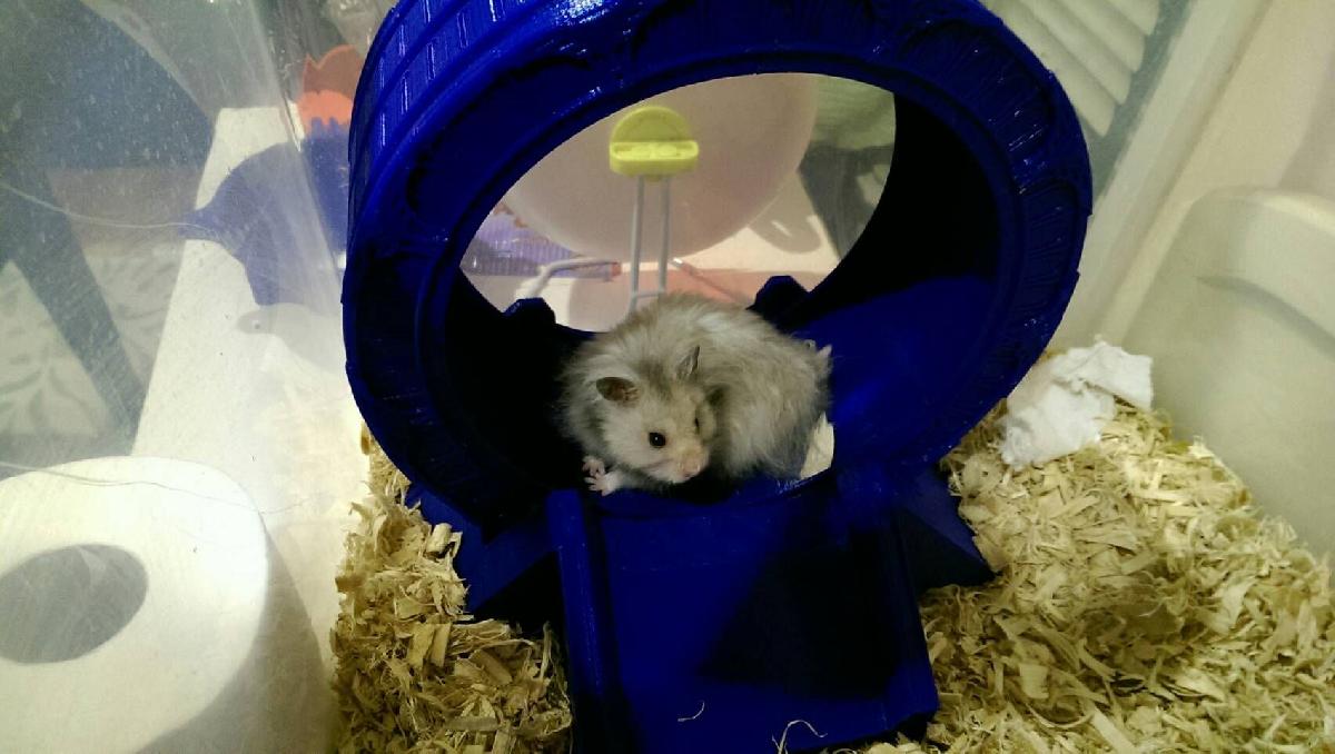 Roda de Hamster Stargate