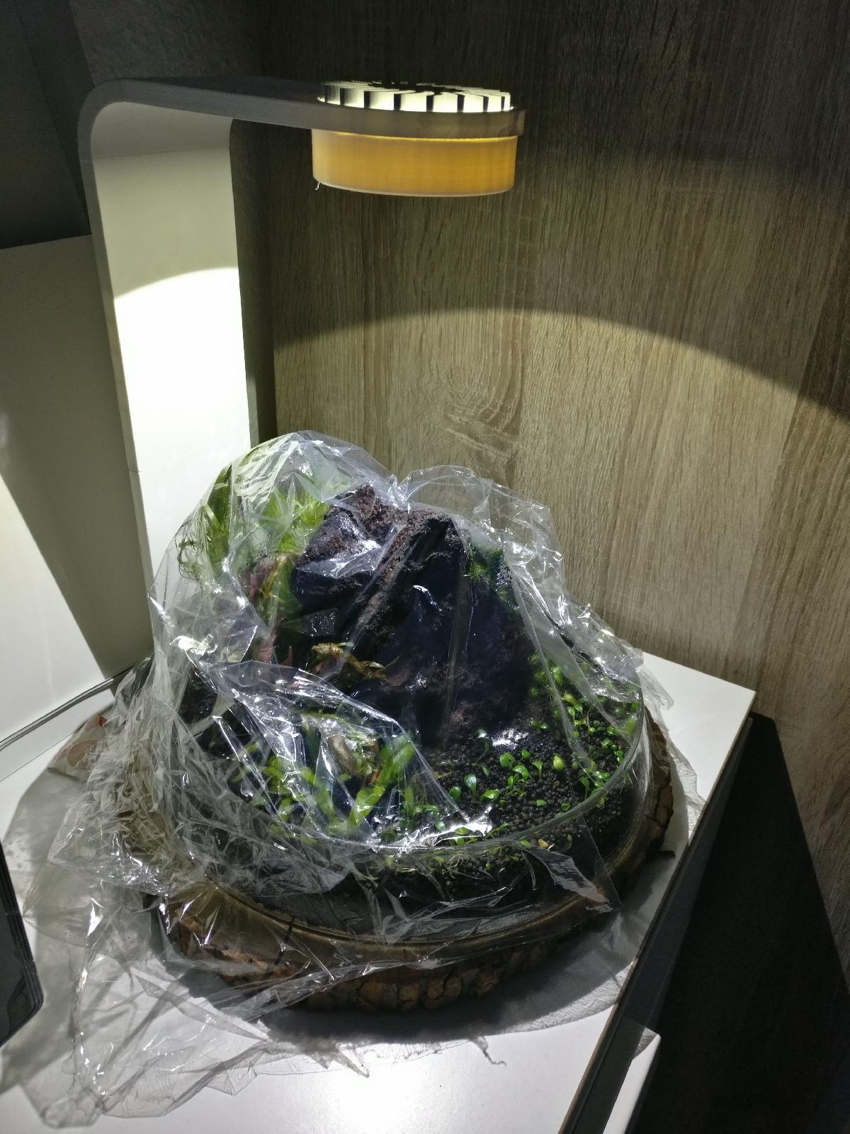 Lampada Wabikusa + Base para plantas aquaticas emersas