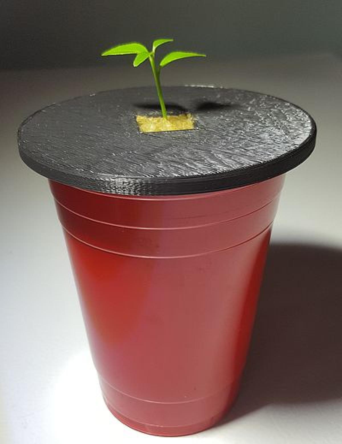 Plantador Kratky Solo Cup (acomoda la de rocha de 1 polegada)