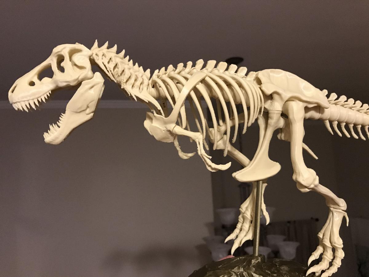 T Rex Esqueleto fixo e imprimível