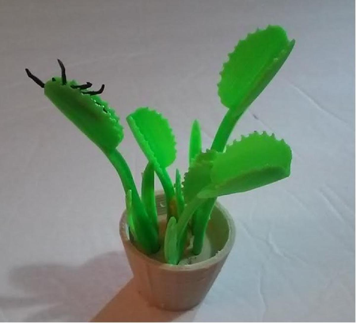 Planta presa de Venus
