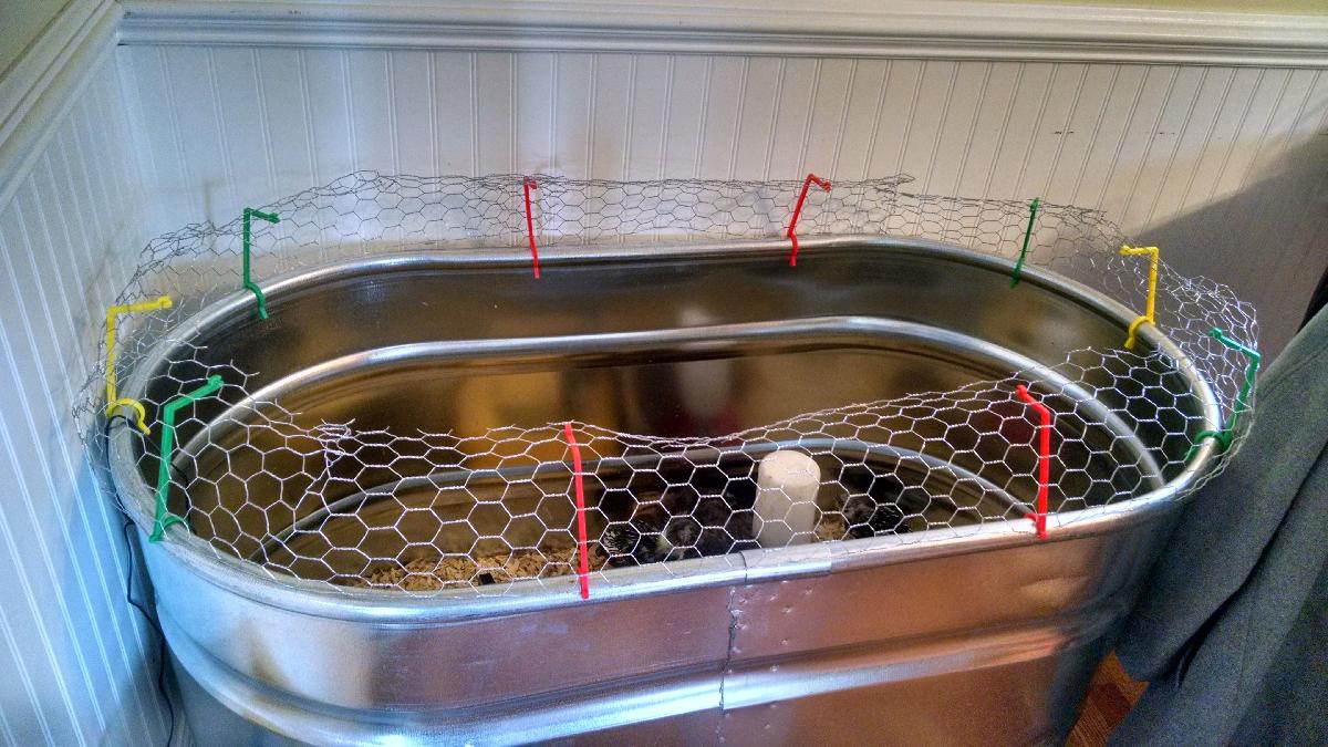 Jurassic Cluck: Cerca de frango de corte