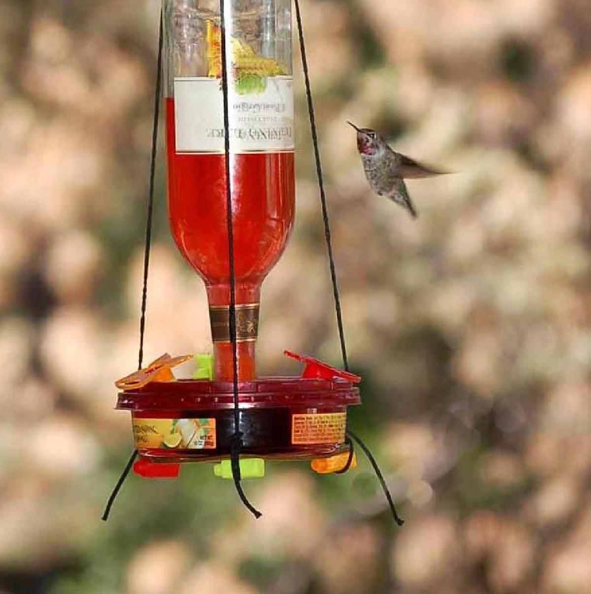 Alimentador de beija flores