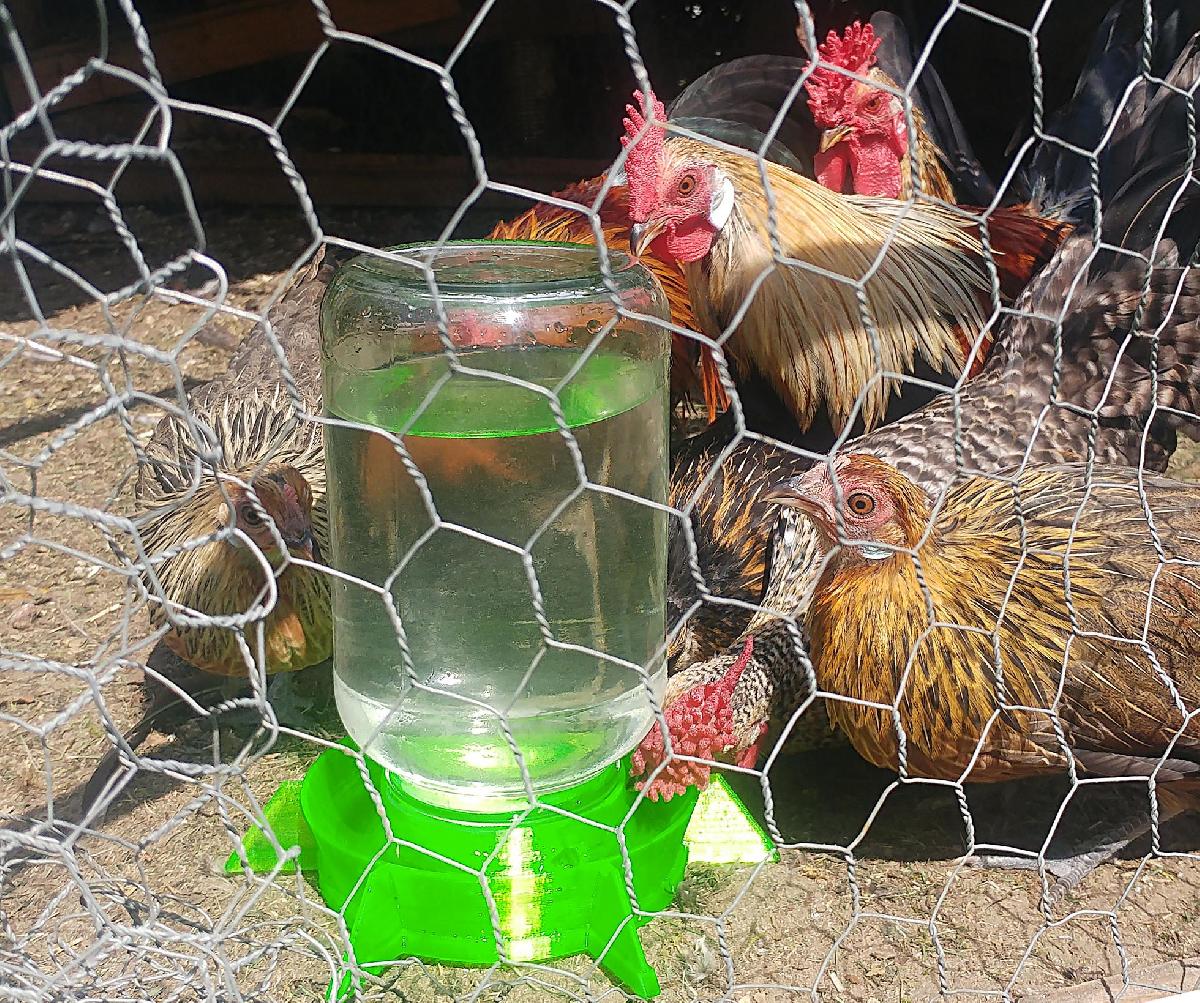 Dispensador de agua para galinhas