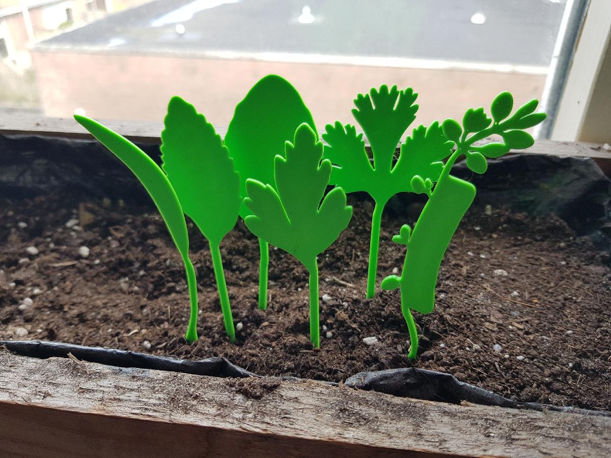 Etiqueta de plantas ervas