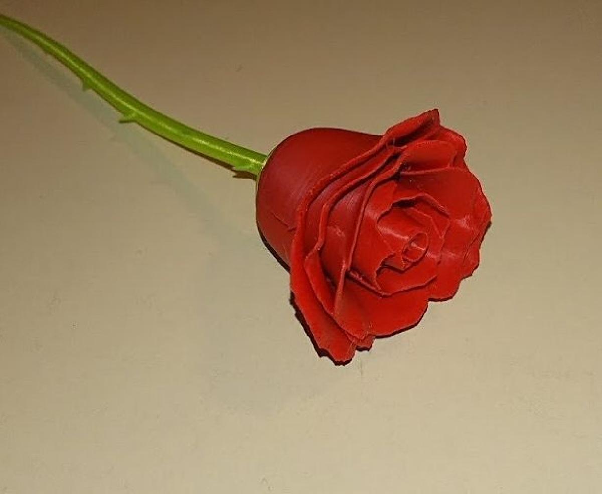 Rosa e caule