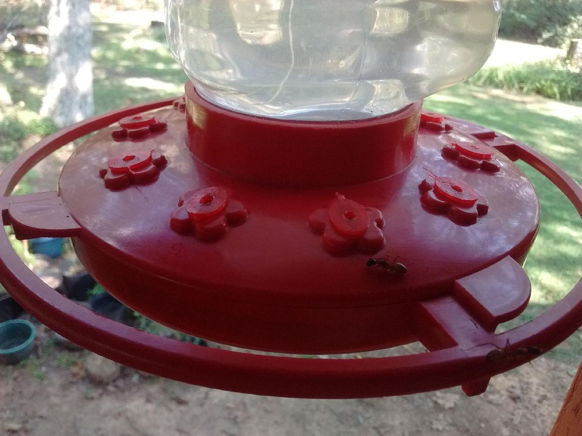 detector de vespas/abelhas/formigas do alimentador de beija flor FirstNature