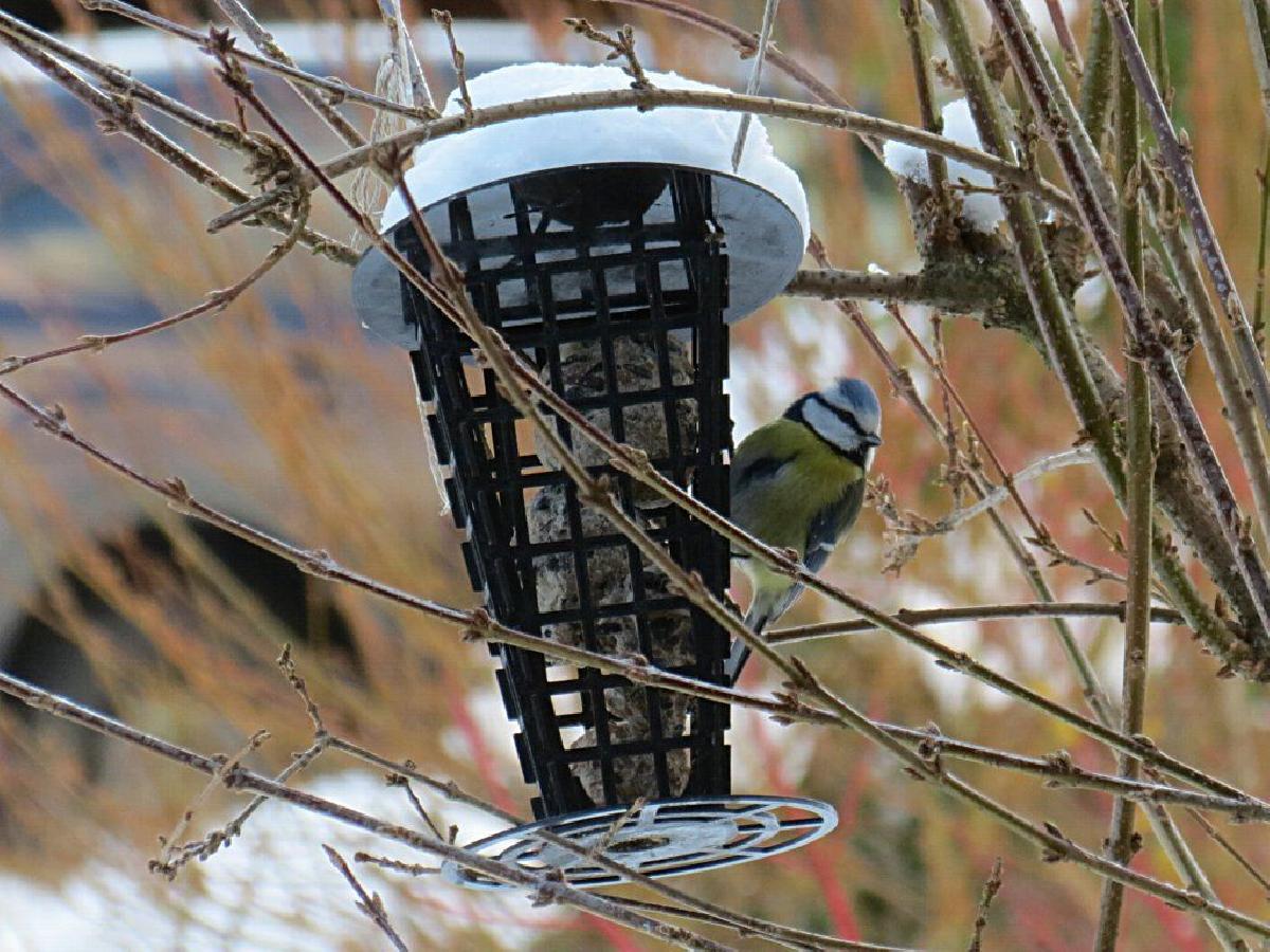 Titmouse Feeder   Um recipiente de bolo Suet para alimentar aves