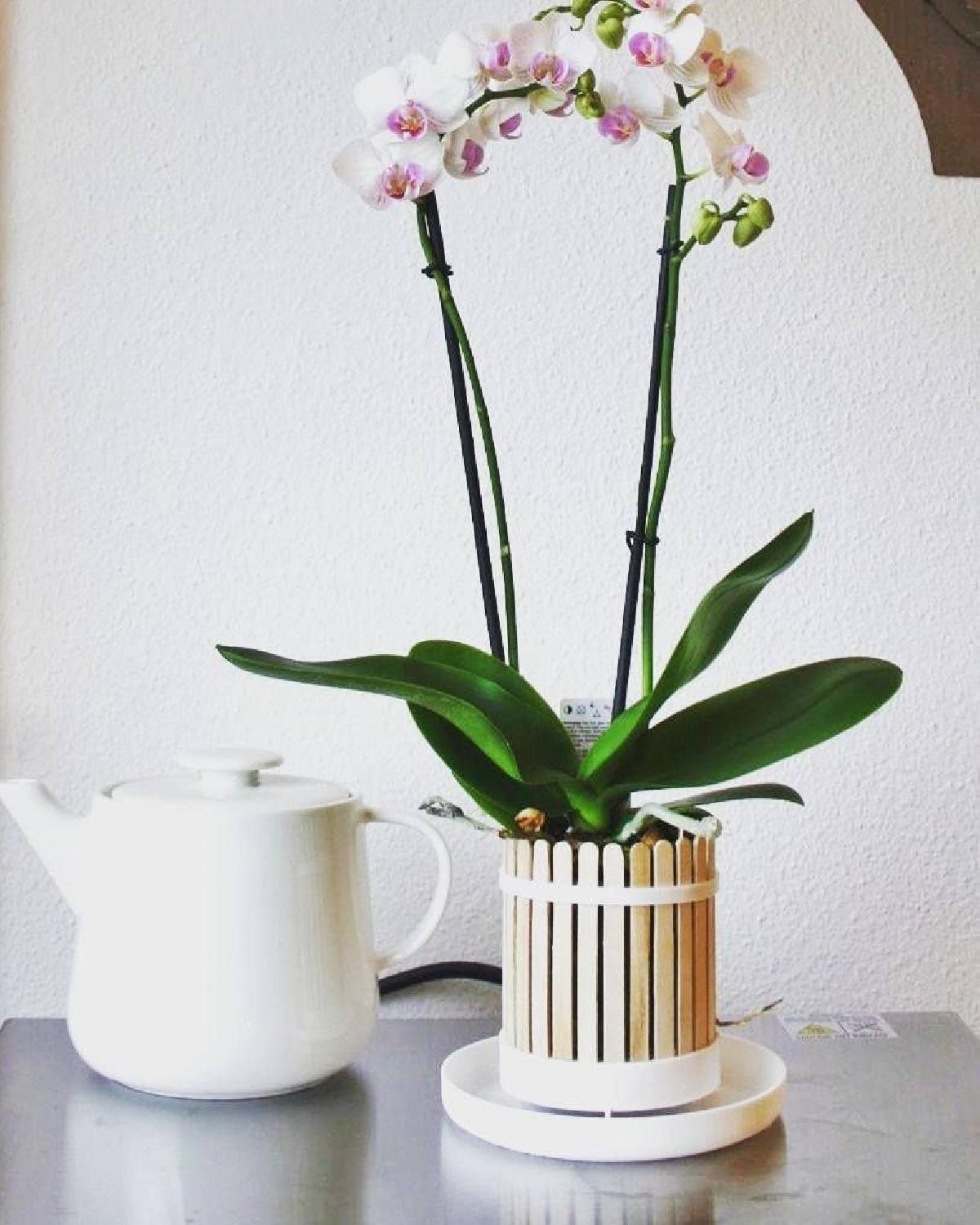 Vaso de orquidea Popsicle