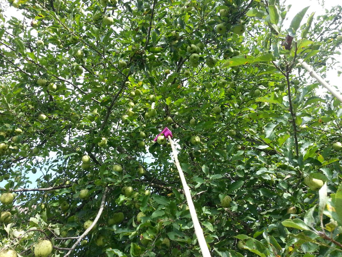 Colhedor de macas para macas podres