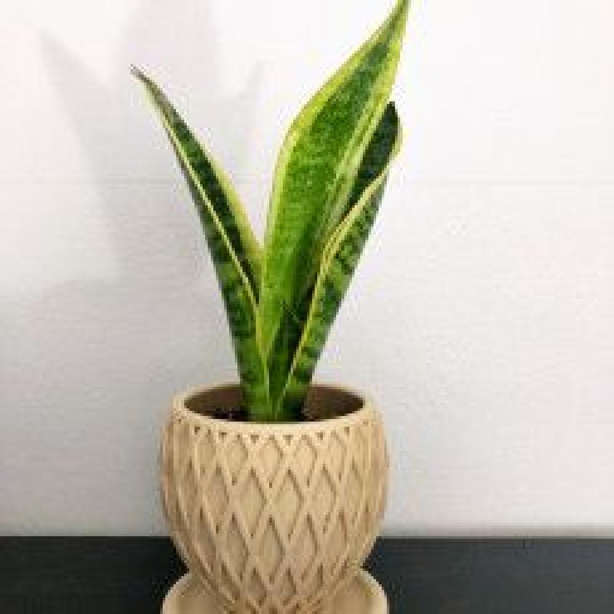 Vaso de planta com prato