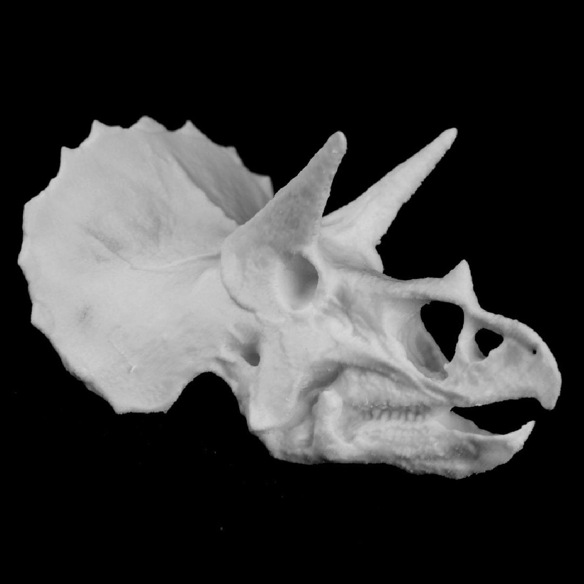 Craneo de Triceratops no Colorado, EUA