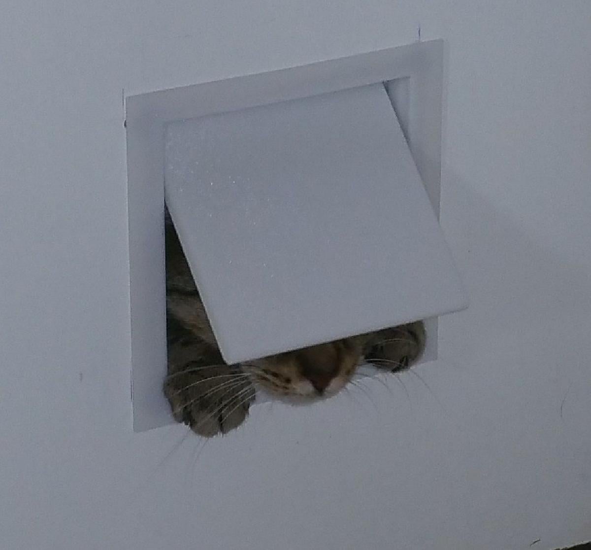 Porta para gatos