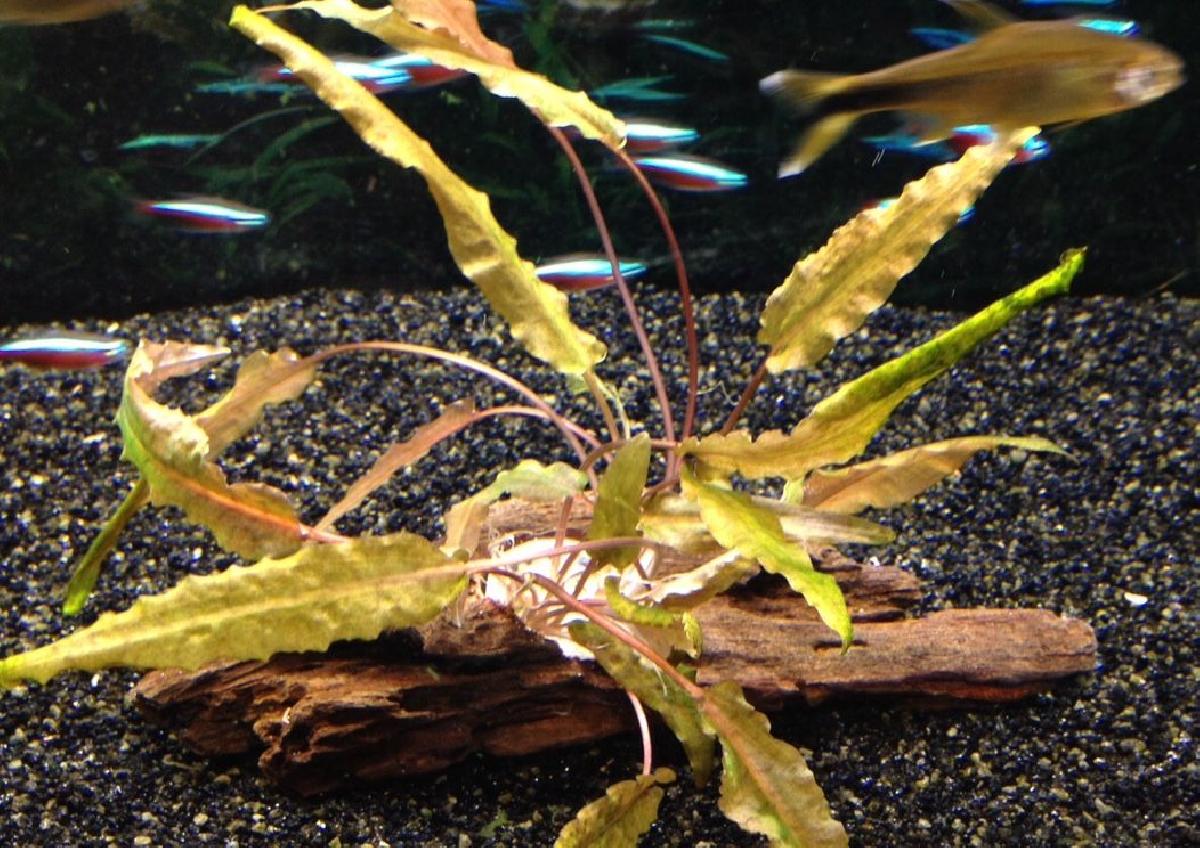 Fixacao de Plantas para Aquario I