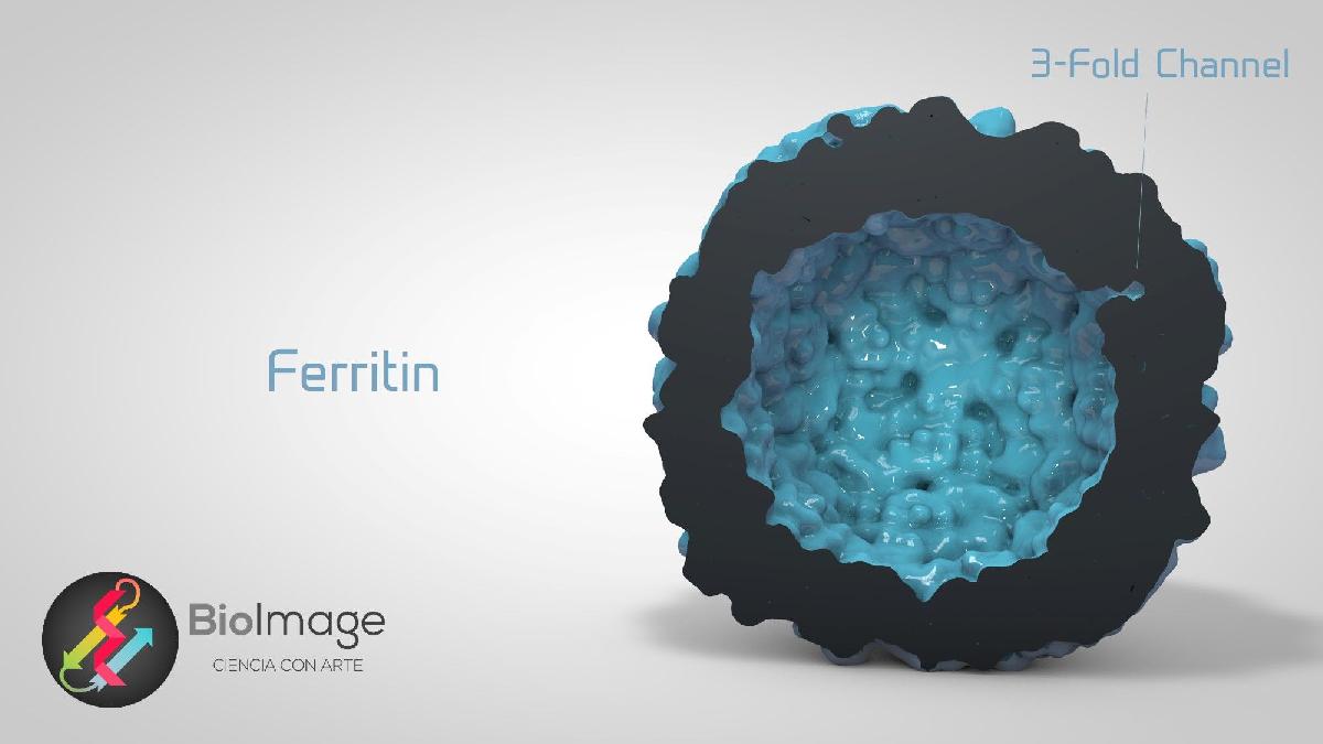 Ferritin   The Cellular Iron Storage