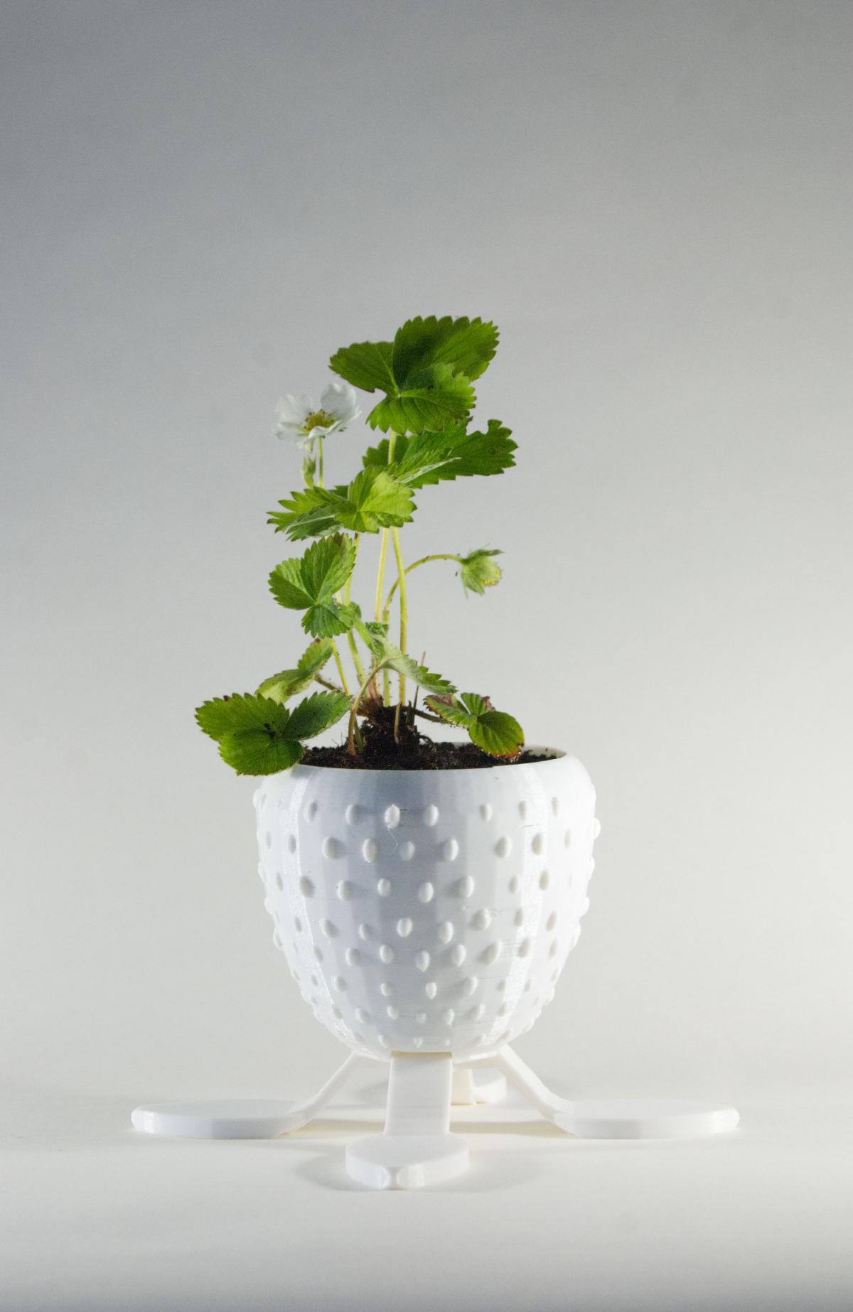 Plantador de morangos