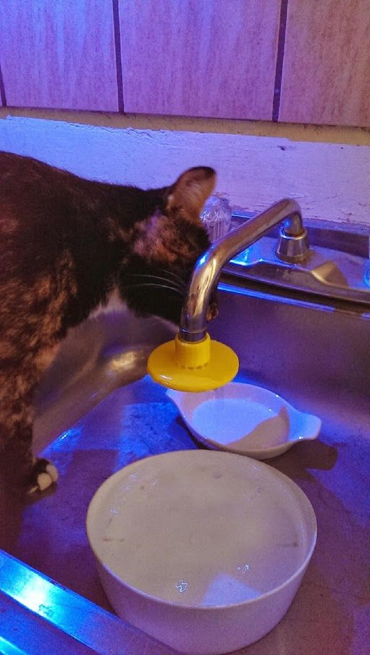 Fonte de agua para gatos