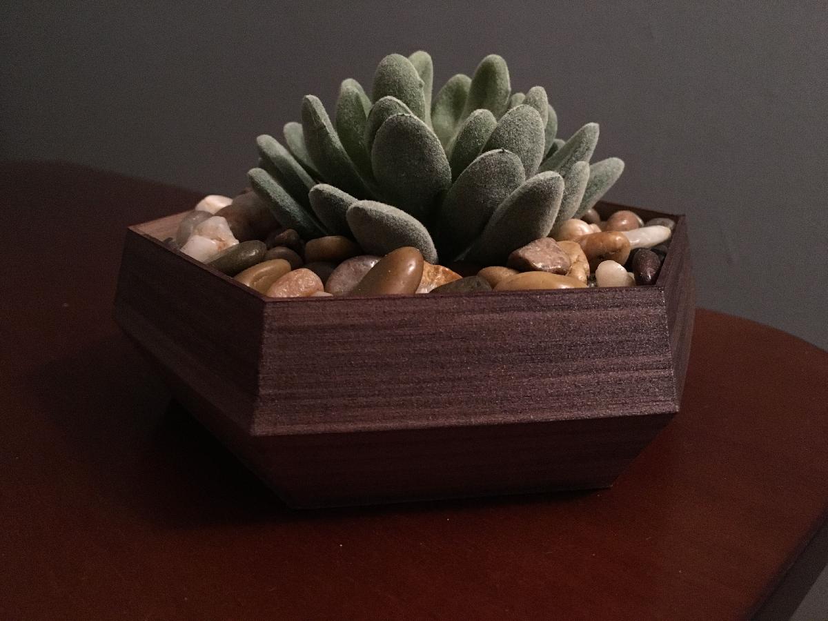 Vaso Suculento Hexagonal