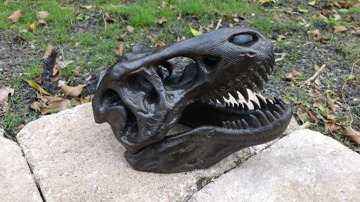 Grao de Madeira de Cranio de T Rex