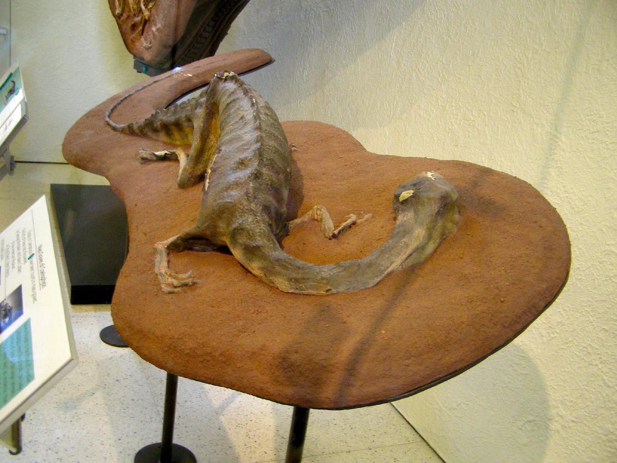 Dinossauro Morto (tambem conhecido como Massas de Sepultamento de Coelophysis)