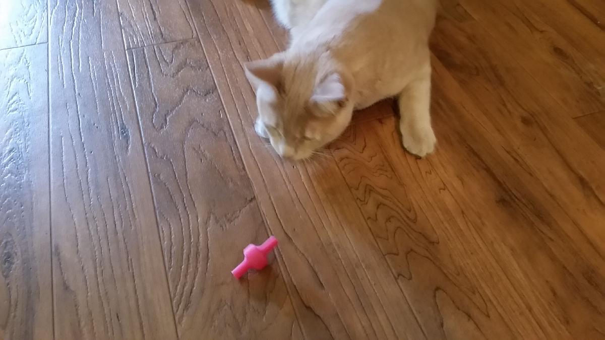 Brinquedo de gato   piao