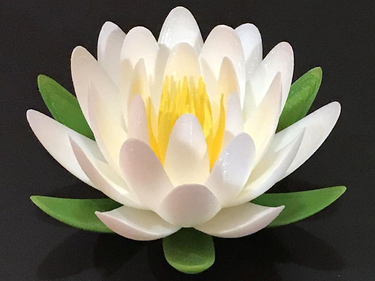Lirio dagua ou Flor de Lotus