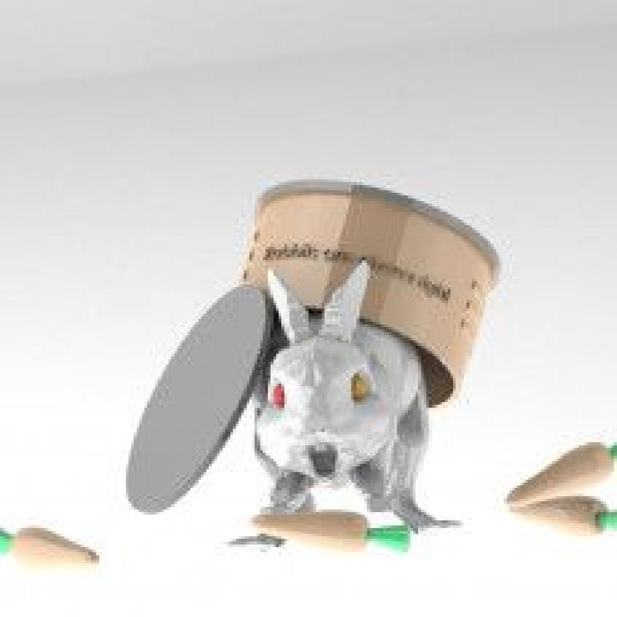 Os coelhos estao sempre certos 0.0.1