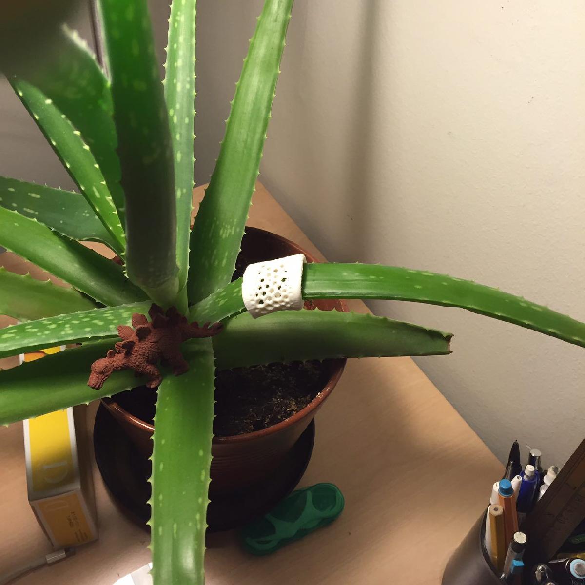Lancamento de Voronoi para Planta de Aloe Vera