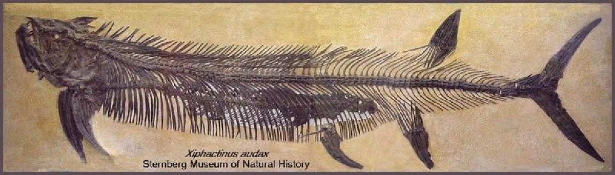 Fossil de Dinossauro Xiphactinus (Completo)