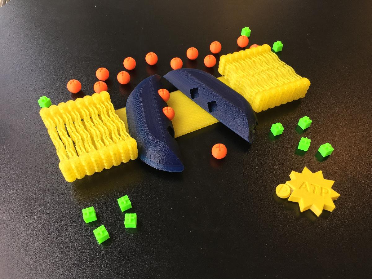Bomba Eletrogenica Biologica de Sodio e Potassio