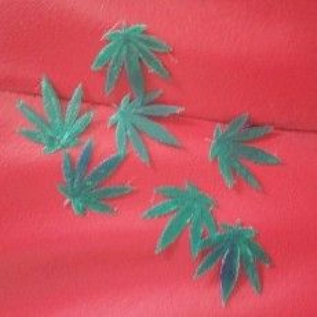 FELIZ 420 Dias Folha de Panela