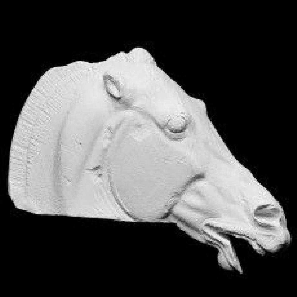 Cabeca do Cavalo de Selene