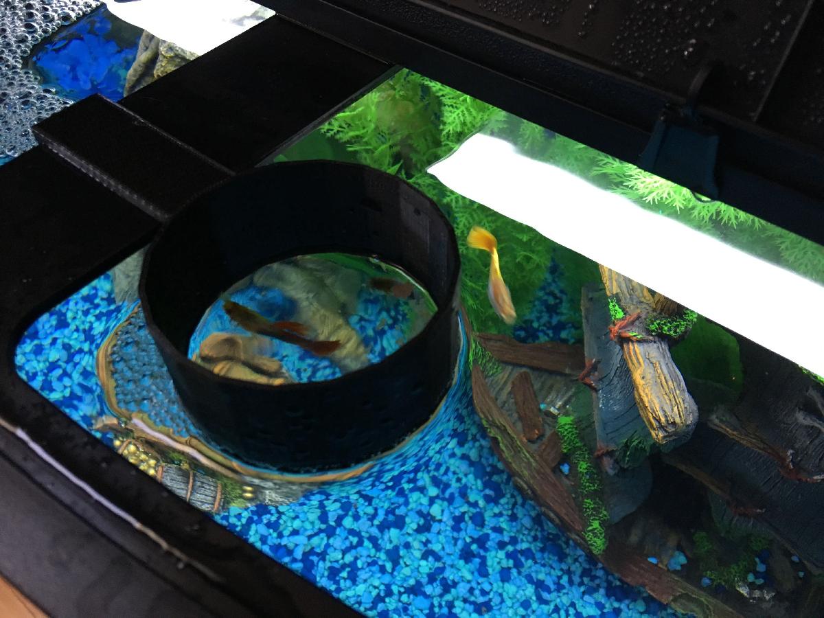 Anel Alimentador de Peixes para Aquario Aqueon de 36 Galoes com Frente Curvada